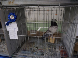 XIV Concurso Exposición de Palomas de Raza en Mula 2024